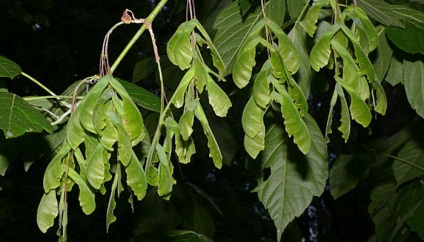 Клен ясенелистний американський фото дерева, листя