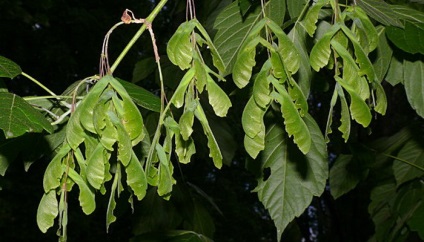 Maple frasin frunze Arborele foto american, frunze