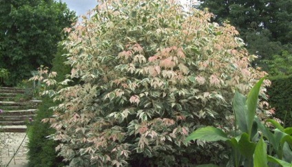 Maple frasin frunze Arborele foto american, frunze