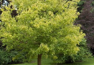 Maple frasin frunze Arborele foto american, frunze