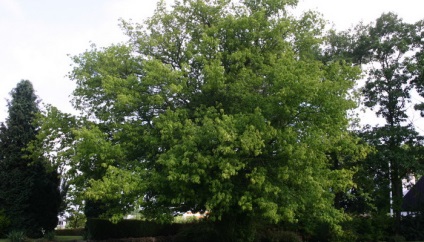 Клен ясенелистний американський фото дерева, листя