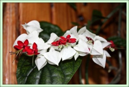 Clerodendrum (clerodendrum)