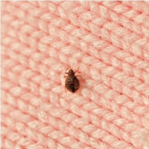 Bedbugs într-un pat - ce să faceți, serviceyard-confortul de casa ta este în mâinile tale