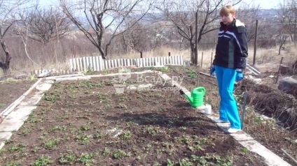 Полуниця Сашенька і суниця Лізонька f1 відгуки, вибір насіння, фото