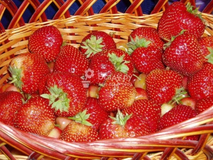 Strawberry strawberry and strawberry lisbon f1 comentarii, selecție semințe, fotografie