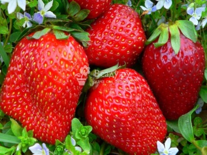 Strawberry strawberry and strawberry lisbon f1 comentarii, selecție semințe, fotografie