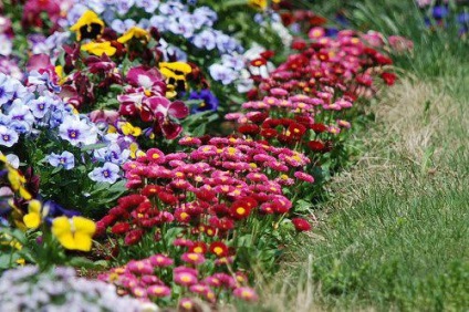 Flori înflorite de la începutul primăverii la toamna târzie, 6 hectare