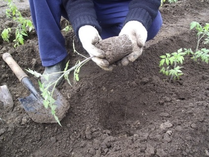 Când să transplantezi roșiile calendarul optim și sfaturi utile, ls