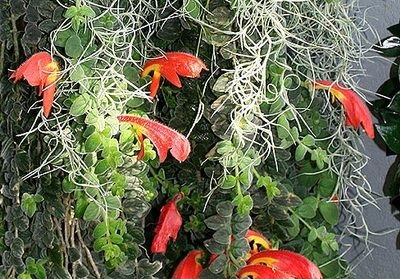 Colonadă de fotografie, plantare, îngrijire, reproducere, harvester vesel