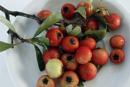 Kompót Hawthorn télen - ital receptek ananász, alma, narancs, haszon és kár