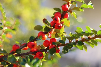 Kompót Hawthorn télen - ital receptek ananász, alma, narancs, haszon és kár