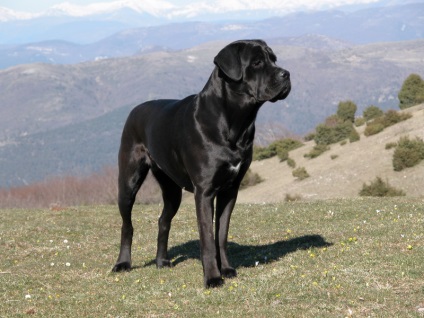 Descrierea cărnii de rasa, poze cu fotografie, poze cu cane corso