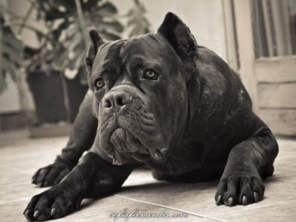 Descrierea cărnii de rasa, poze cu fotografie, poze cu cane corso