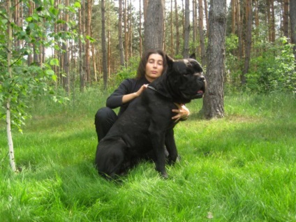 Descrierea cărnii de rasa, poze cu fotografie, poze cu cane corso