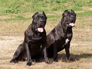 Descrierea cărnii de rasa, poze cu fotografie, poze cu cane corso