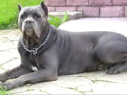 Coney Corsa fajta leírás, fotók, Cane Corso képek