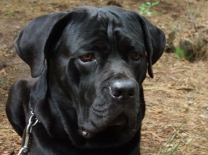 Descrierea cărnii de rasa, poze cu fotografie, poze cu cane corso