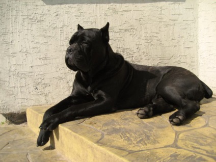 Descrierea cărnii de rasa, poze cu fotografie, poze cu cane corso