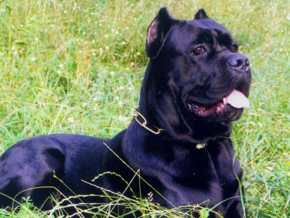 Descrierea cărnii de rasa, poze cu fotografie, poze cu cane corso