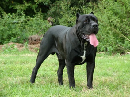 Descrierea cărnii de rasa, poze cu fotografie, poze cu cane corso