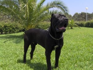 Descrierea cărnii de rasa, poze cu fotografie, poze cu cane corso