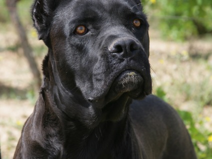 Descrierea cărnii de rasa, poze cu fotografie, poze cu cane corso