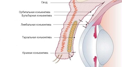 Conjunctiva (mucoasa) a ochiului - structura și funcția, diagnosticul și boala - locul -