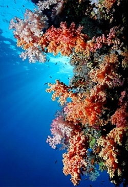 Coralii și proprietățile acestora