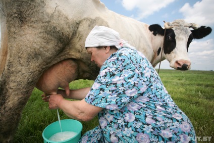 Cow - tag, a sertés - tattoo