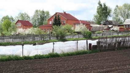 Coș de cumpărături - castravete Lukhovitsky cum să crească o legume perfecta