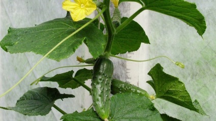 Кошик - Лохвицький огірок як виростити ідеальний овоч