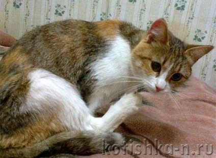 Pisica zgarieturi urechi, urechi de acarianul la pisici simptome, tratament - lumea animalelor