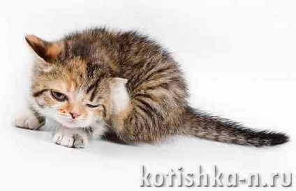 Pisica zgarieturi urechi, urechi de acarianul la pisici simptome, tratament - lumea animalelor