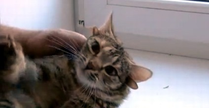 Pisica cu cinci urechi - xenomorfa