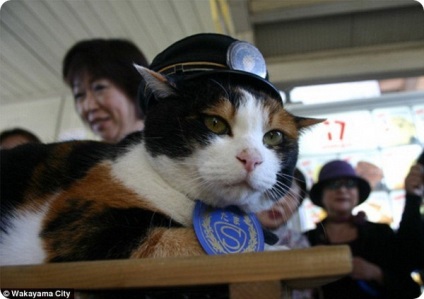 Кішка тама - начальник залізничної станції