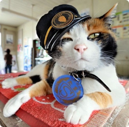Кішка тама - начальник залізничної станції