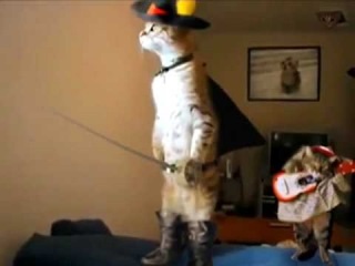 Pisica a fugit pe picioarele din spate (prikol) ahahahahahah - clip, viziona online, descarca videoclipul pisicii a fugit