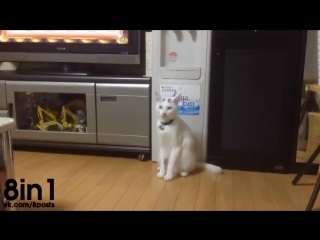 Pisica a fugit pe picioarele din spate (priza) ahahahahahah - clip, viziona online, descarca video-ul pisicii a fugit
