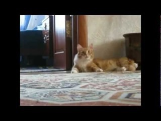 Pisica a fugit pe picioarele din spate (prikol) ahahahahahah - clip, viziona online, descarca video de pisica a fugit