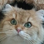 Кошенята, kittens - розплідник британських короткошерстих кішок