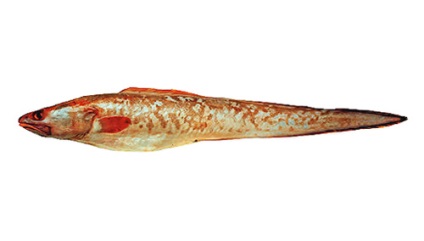 Креветочная риба користь і шкода
