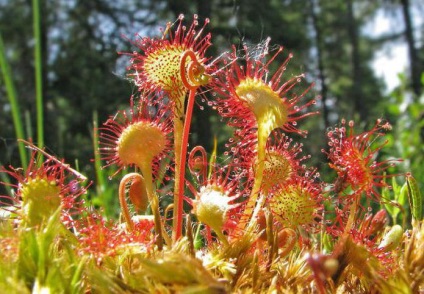 Rotundifolia harmatfű - húsevő növény, évelő leírás, élőhely