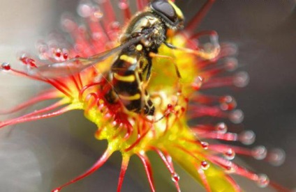 Răsunetul cu frunze rotunde - descrierea plantei insectivoroase erbacee perenă, habitat