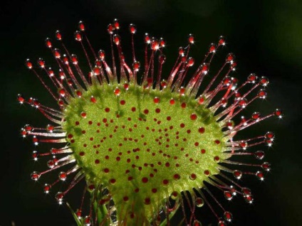Rotundifolia harmatfű - húsevő növény, évelő leírás, élőhely