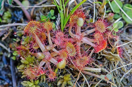 Rotundifolia harmatfű - húsevő növény, évelő leírás, élőhely