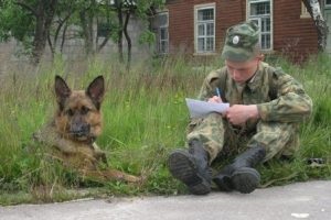 Ki a kutya felvezető - kutya képzés Szentpéterváron és leningrádi régióban