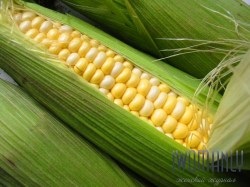 Kukorica selyem fogyókúra
