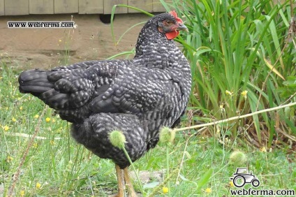 Kirgiz fajta csirkék szürke részlet egy ritka fajta hús és a tojás