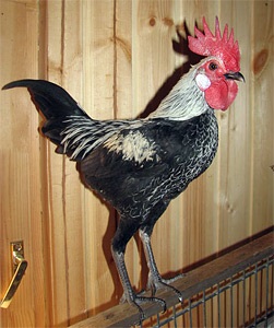 Csirkék New England fajta Betta (modern)