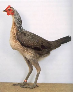 Csirkék New England fajta Betta (modern)